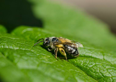 Bee resting on a green leaf