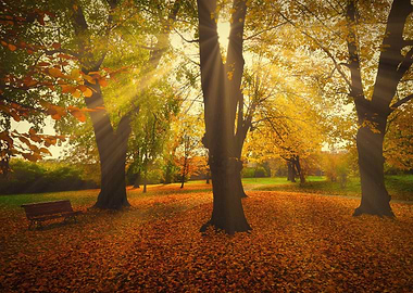 Autumn Park Scene with Sunlight