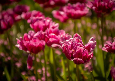 Field of Pink Tulips in Bloom
