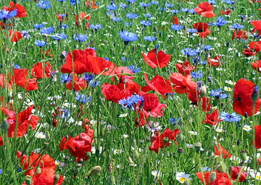 Red, blue & white flower field