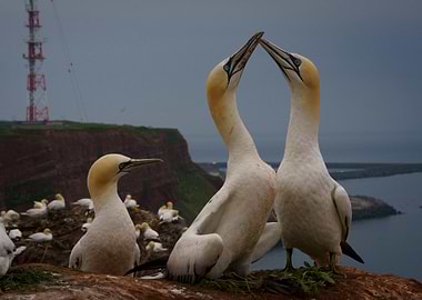 Gannets mating on Heligoland