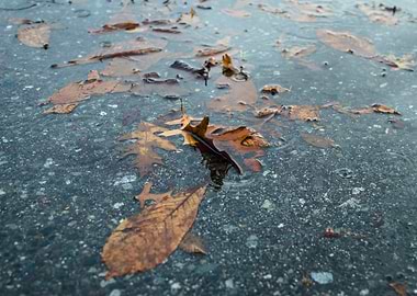 Autumn Leaves in Puddle