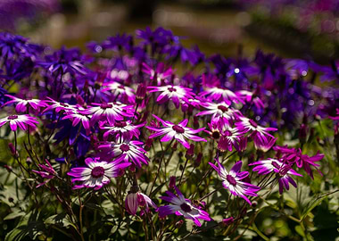 Purple and White Daisy Flowers