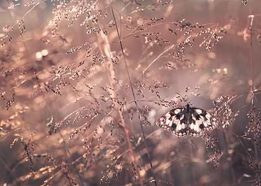 Butterfly on Grass in Warm Light
