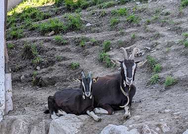 Two goats resting on a hillside