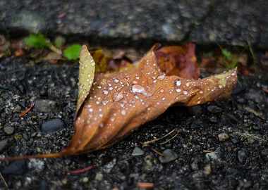 Autumn leaf with water droplets