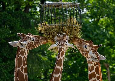 Giraffes eating from a feeder