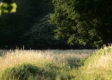 Golden Field with Trees