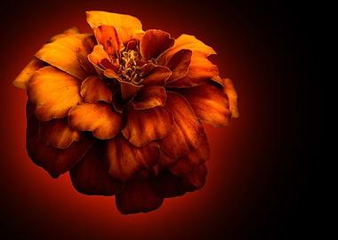 Orange Marigold Flower Close-Up on Black background