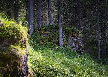 Lush Forest Scene with Mossy Rocks