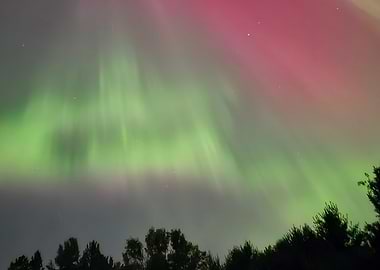 Aurora Borealis over Trees