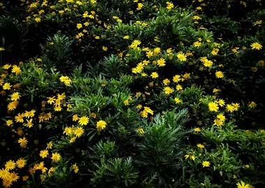 Field of Yellow Flowers