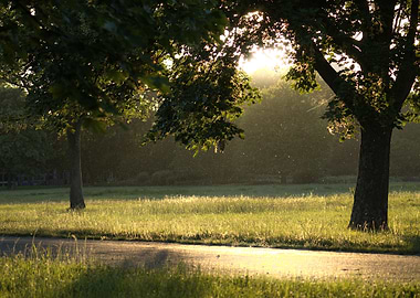 Sunlit Meadow with Trees