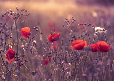 Red Poppies in a Field, Summer Meadow