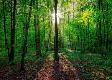 Sunlit Green Forest