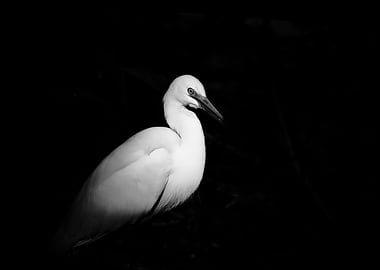 Medium Egret in the Shadows