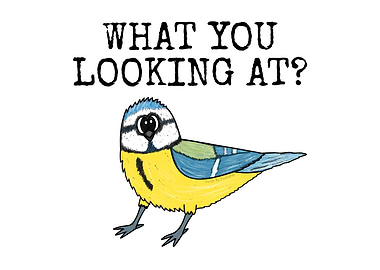 What You Looking At? Bird Funny