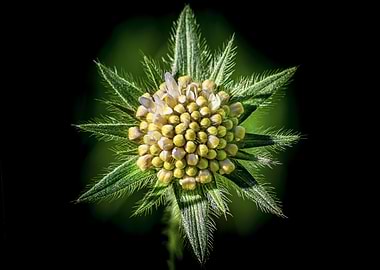 Knautia arvensis flower bud close-up