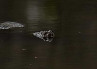 Turtle swimming in dark water