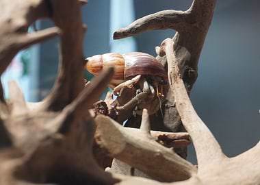 Hermit Crab on Driftwood