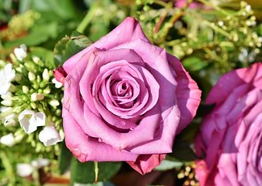 Close-up of a Pink Rose