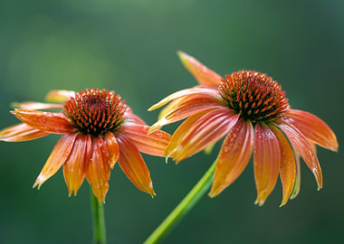 Two Orange Coneflowers