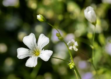 Delicate White Flower Close-Up