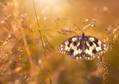 Butterfly on Grass in Golden Light