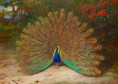 Peacock Displaying Feathers in Nature