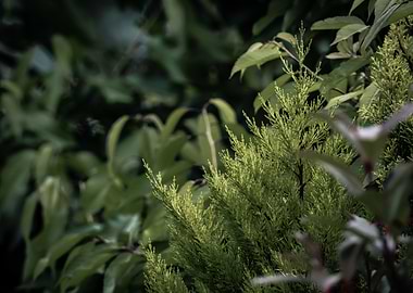 Green Bush in Natural Setting