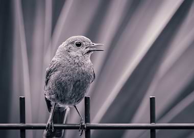 Monochrome Bird on Fence