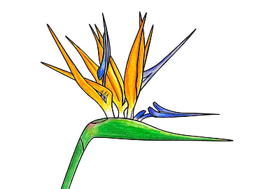 Bird of Paradise Flower Watercolour Illustration