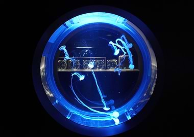 Blue Jellyfish in Circular Tank