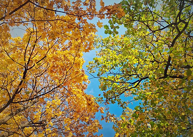 Autumn Trees Against Blue Sky