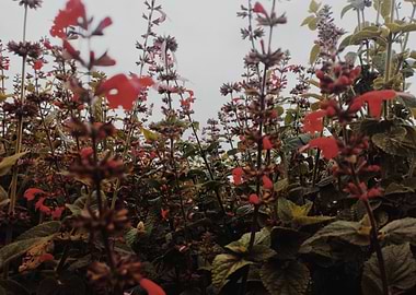 Field of Red Flowers