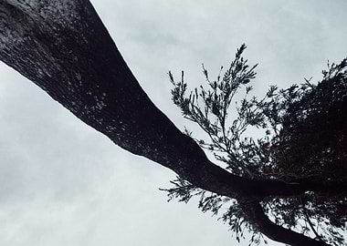 Tree branches against cloudy sky