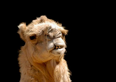 Camel Portrait on Black Background