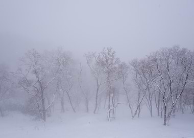 Snowy Forest Landscape