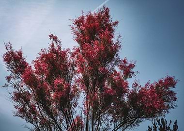Red-leaved tree against blue sky