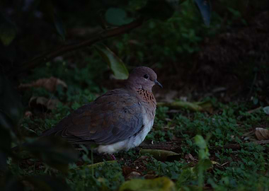 Eurasian Collared Dove on Green Ground