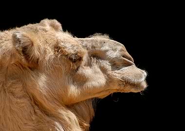 Camel headshot on black background