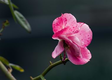 Pink Rose Blossom Close-Up