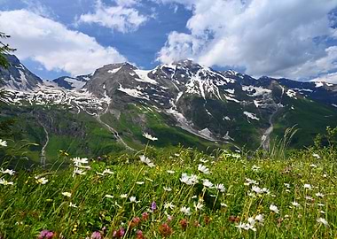 Alpine Meadow with Snow-Capped Mountains