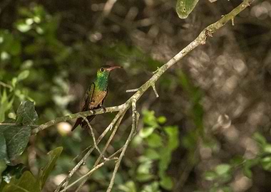 Hummingbird perched on a branch