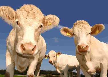 Cows in a field under blue sky