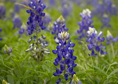 Field of Bluebonnet Flowers