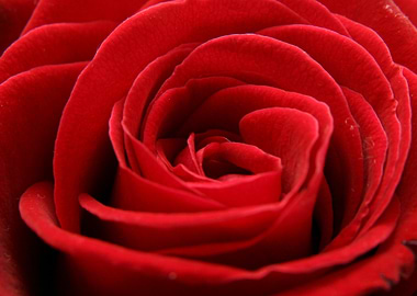 Close-up of a Red Rose