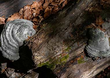 Fungi on a Fallen Log
