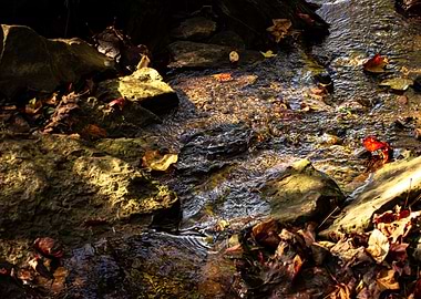 Autumn Stream with Rocks and Leaves
