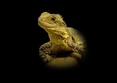 Lizard Portrait on Black Background